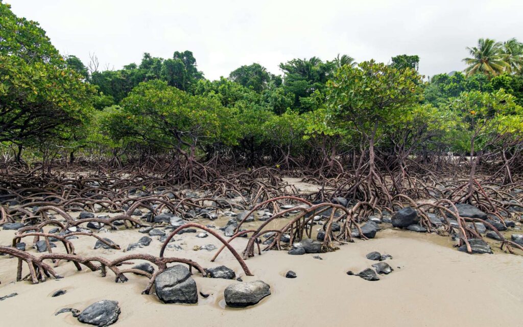 mangrove erdő apály idején