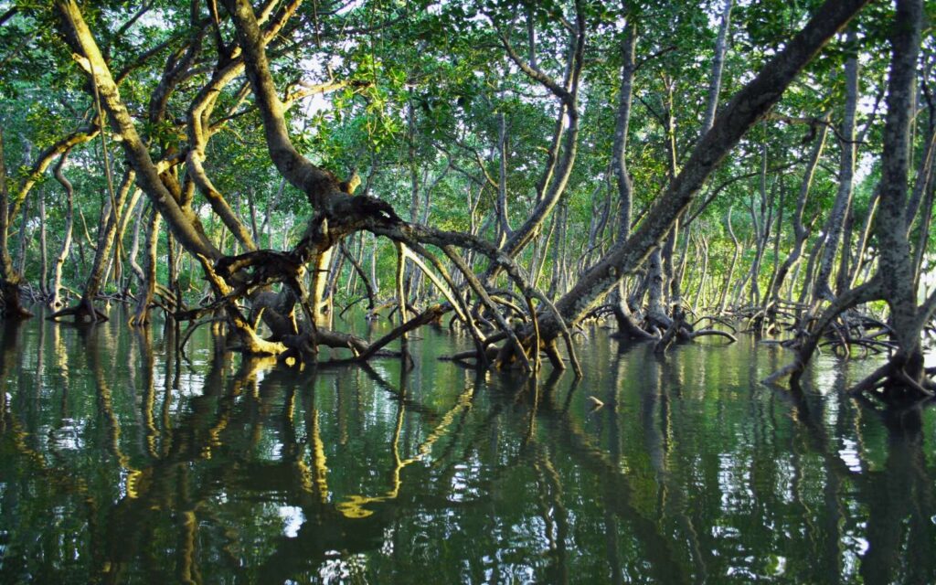 mangrove erdő dagály idején