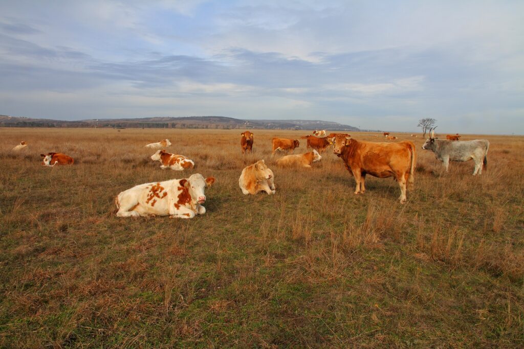 A Fejér megyei Csákvár és Zámoly közigazgatási területén lévő, 263,05 hektár kiterjedésű „Pogácsa-legelő természetvédelmi terület” 2014. szeptemberében nyilvánította védetté a földművelésügyi miniszter. Kép: dunaipoly.hu