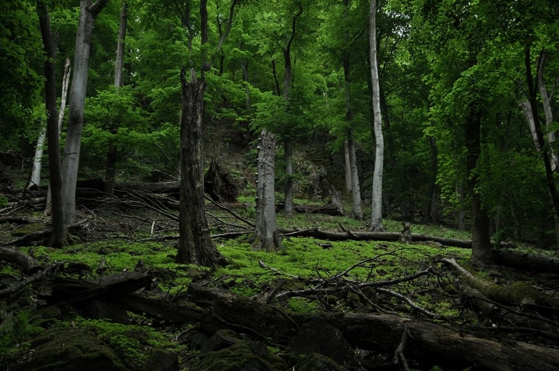A kékes erdőrezervátumának főként öreg bükkösökből álló, sűrű lombozata és fekvő holtfái. Kép: erdorezervatum.hu