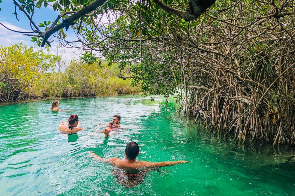 úszkálás a mangrove erdőben