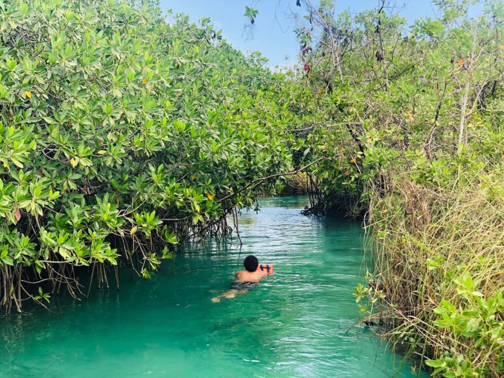 a mangrove fái között