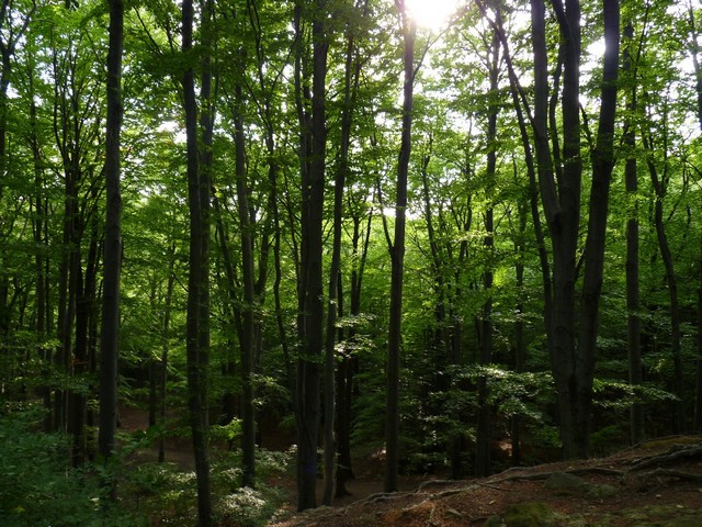 a kijevi erdő