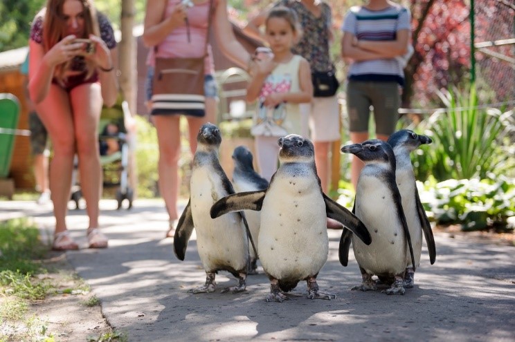 „Álljunk meg, Kapitány, ez szerintem még mindig nem Afrika!” – Pápaszemes Pingvin ovisok napi egészségügyi sétája gondozóik társaságában. Vadasparkok