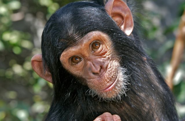 Magyarországon tilos állatkísérletekben emberszabású majmokat használni