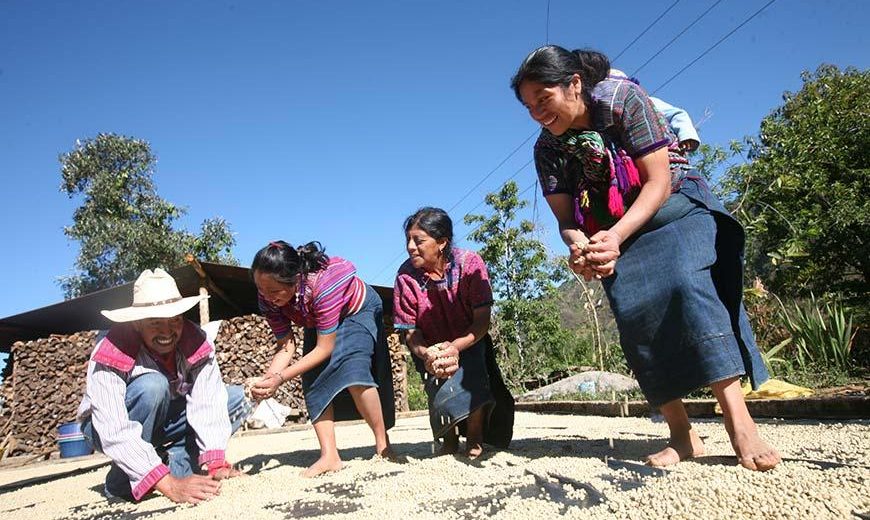 A guatemalai kávétermesztőket ma már szigorú szabályozás támogatja. Kép: fairtrade.net