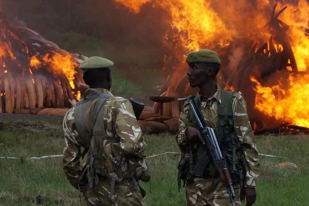 Kenyában pecsételődött meg az elefántcsont-kereskedelem sorsa. Kép forrása: un.org