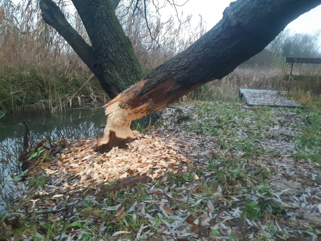 Az eurázsiai hód megrágcsálta a fát.