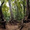 Kamaraerdő: megközelítés, tudnivalók, szuper túraútvonalak