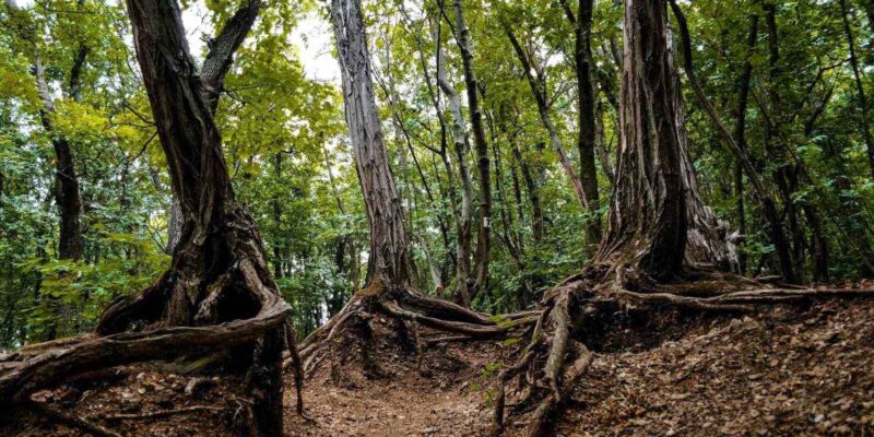 Kamaraerdő: megközelítés, tudnivalók, szuper túraútvonalak