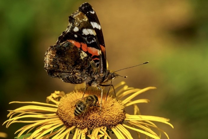Kép: Mindenkinek jó. Az atalanta lepke áttelelő példányainak, a házi méhnek és a többi nektárfogyasztó rovarnak is hasznosak a méhlegelő kora tavasztól késő őszig folyamatosan „termő” virágai.
