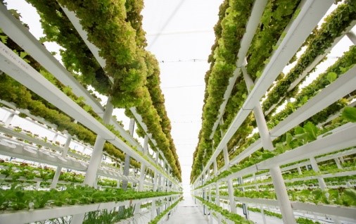 Kép: A vertikális farm arra a kérdésre a válasz, hogy „mit tegyünk, ha már nincs hova növelni a termőterületeinket?”