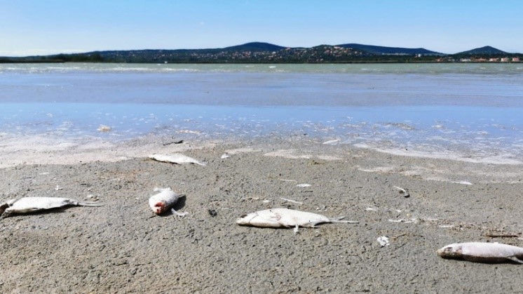 Kép: 2021 júliusában több mint három tonna hal pusztult el fulladás miatt a tóban.