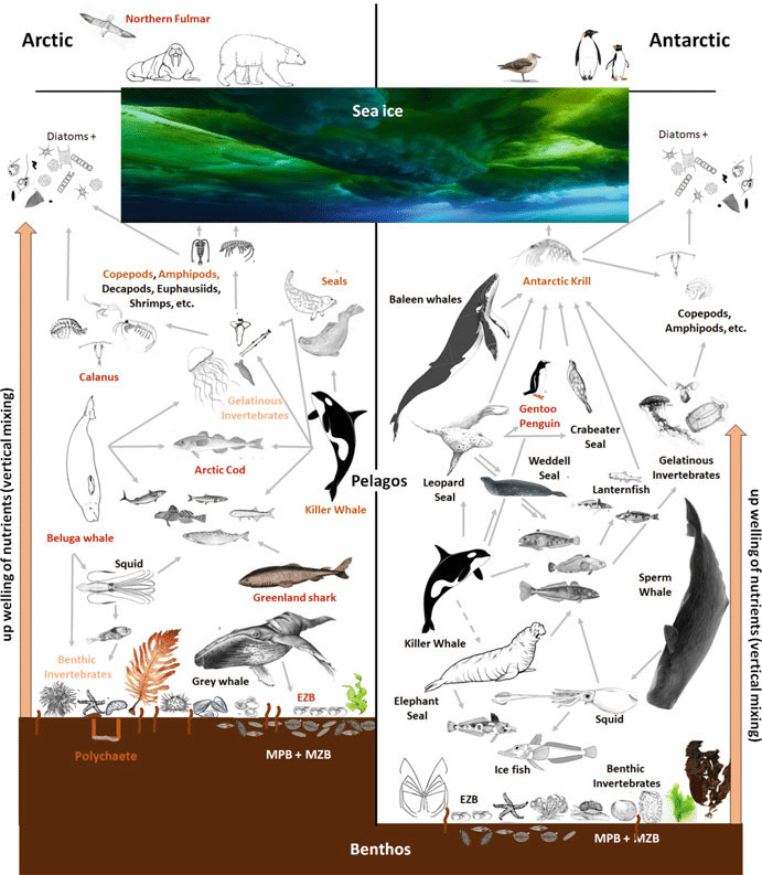 Kép: az Északi- és a Déli-Sarkvidék állatvilágának összehasonlítása