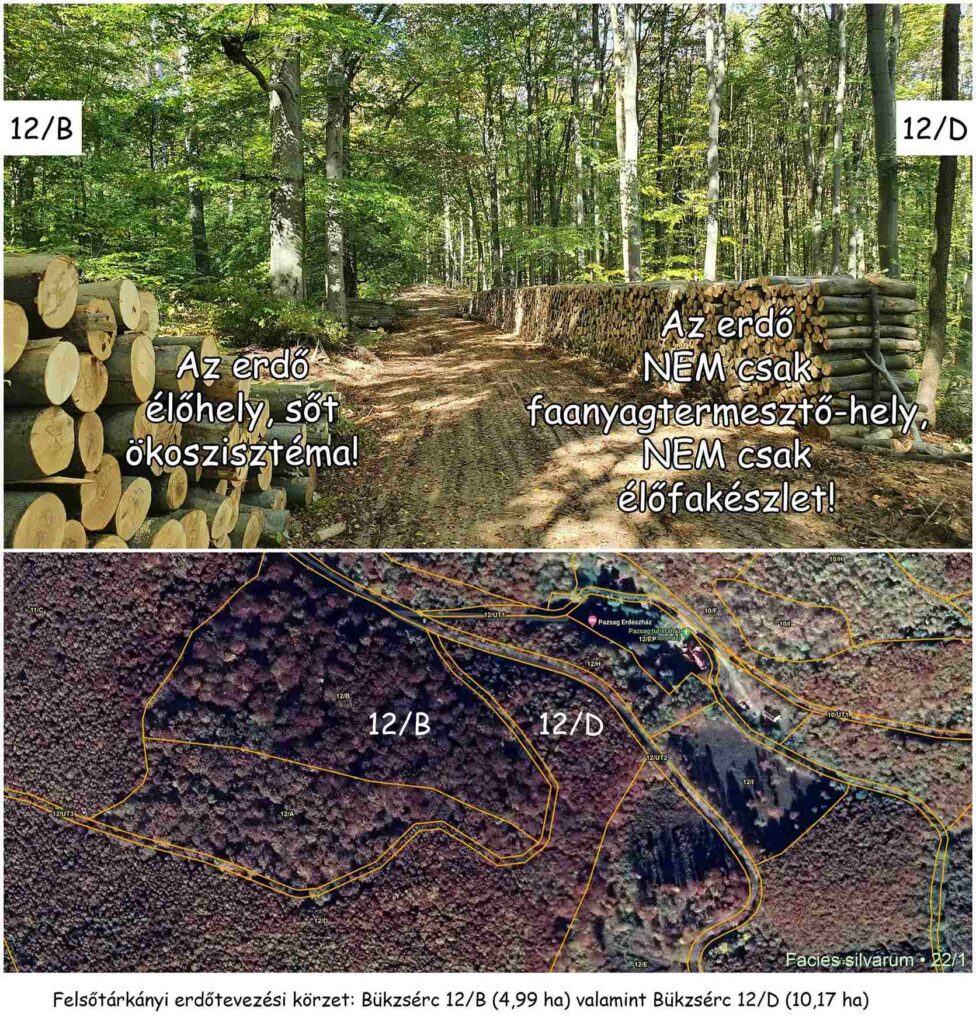 Erdő és fasokaság. Bükki Nemzeti Park, pazsagi erdészház fölötti erdőterület. A sárga jelzésű turistaúttól jobbra egy vágásos üzemmódban kezelt, a hozamszemlélet következtében végzetesen sűrű szerkezetű, zárt lombkoronaszintű fatömeg (Bükkzsérc 12/D erdőrészlet), balra pedig egy örökerdő (szálaló) üzemmódú erdő (Bükkzsérc 12/B erdőrészlet) látható, mely több mint 20 éve szálalással kezelt erdőrészlet. Nos, ez a picinyke, mindösszesen 5 hektáros erdőrészlet a folyamatos erdőborítást biztosító erdőgazdálkodás ritka manifesztuma. A fotón és a műholdas felvételen is jól látható a különbség a természetszerű, diverz megjelenésű valódi ERDŐ és a faanyagtermesztő erdőgazdálkodás által véghasználatra előkészített ültetvény jellegű és a szembetűnően adaptációs küzdelmektől szenvedő, gyenge immunrendszerű fasokaság között. Fotó: Baráz Csaba