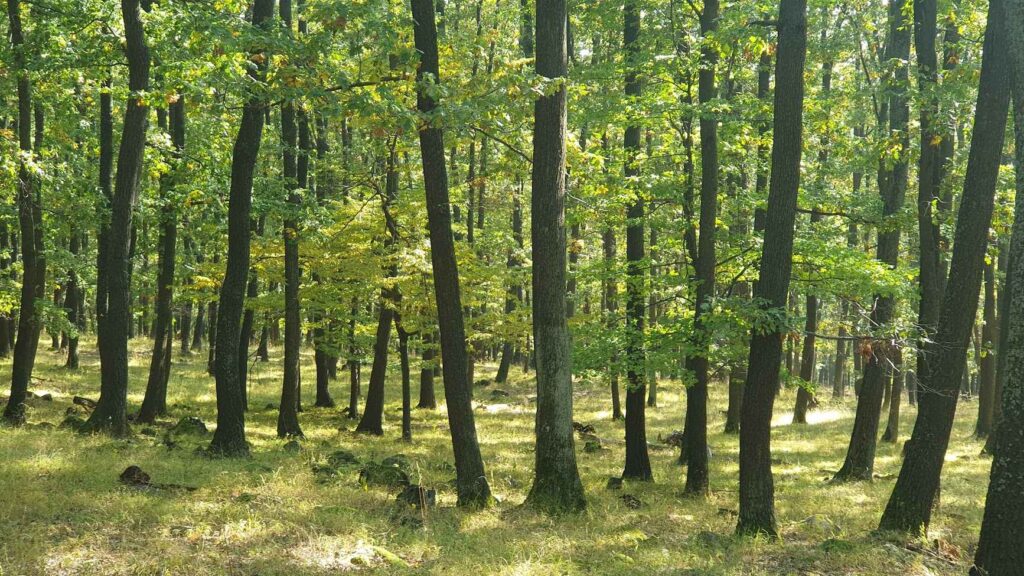 Virgácserdő. A besűrített erdő fáinak törzséből kinövő póthajtások sokasága. Fotó: Baráz Csaba