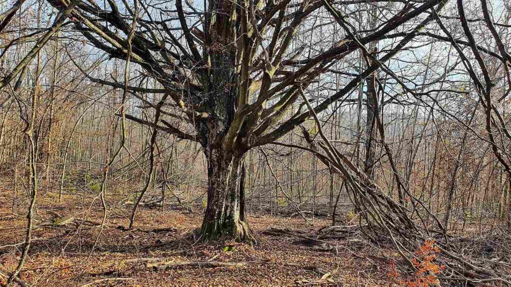 Holtfává romló hagyásfa – hajdan fáslegelő utolsó hírnöke – a sűrű újulat szorításában. Fotó: Baráz Csaba