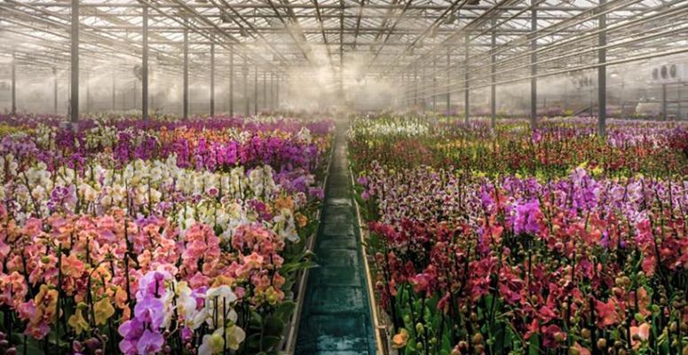 Kép: Az orchideák hazai neveléséhez szinte laboratóriumi környezet szükséges, azonban egy trópusi éghajlatot imitáló, megfelelően automatizált rendszerekkel felszerelt, profi üvegházban a világon bárhol termeszthetők.