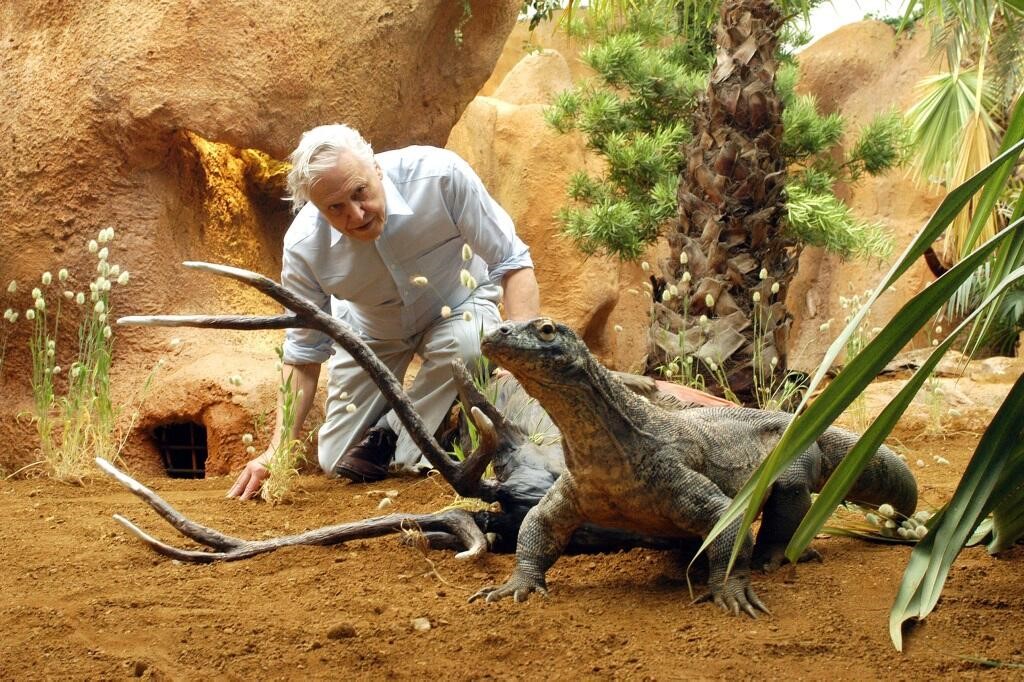 Kép: Számos ritka és lenyűgöző állattal „dolgozott” együtt Attenborough a forgatásain, többek között a cseppet sem kezesbárány szelídségű komodói sárkánnyal.