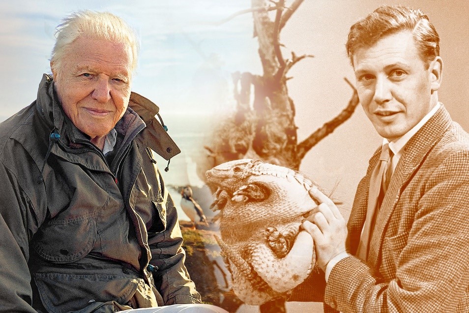 Kép: Attenborough pályája kezdetén és most. A lelkesedése bevallása szerint változatlan annak ellenére is, hogy pacemakere és térd-protézise van, ugyanakkor szerencsésnek tartja magát, hogy bár már a 90es évei közepén jár, még mindig olyan aktív lehet, mint a 60-as vagy akár a 30-as éveiben.