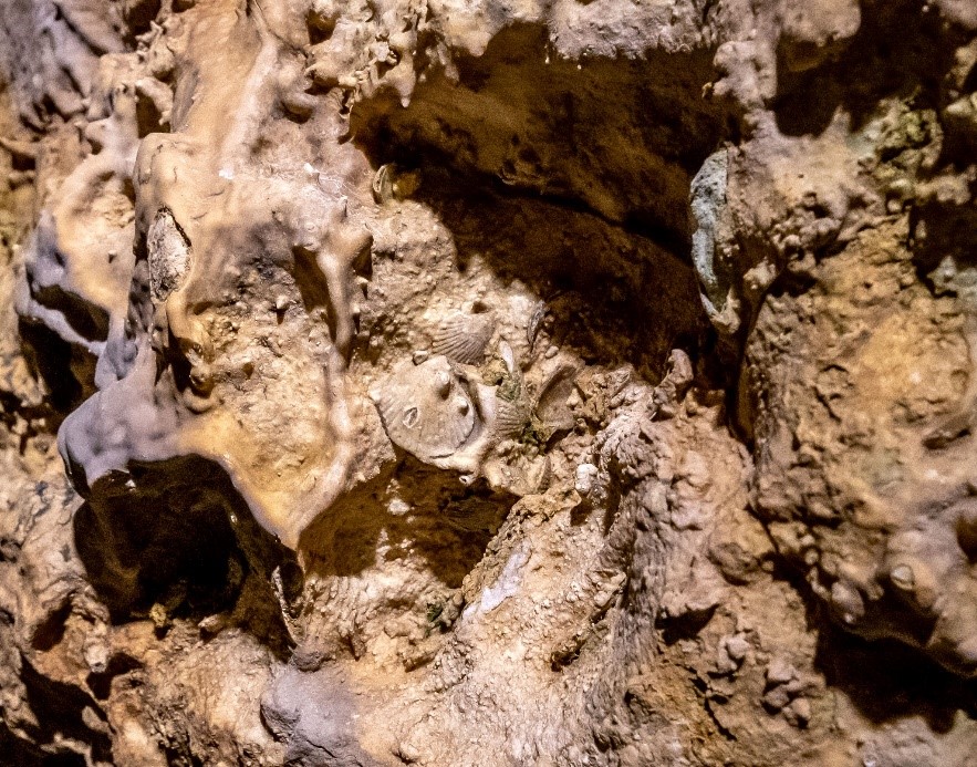 Kép: Növekvő speleotémák és egykori kagylók fosszilis maradványai - a barlangban végzett kutatások segítenek megérteni a Föld múltját és a barlangokban egykor élt élőlények ökológiáját.