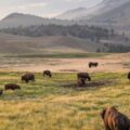 Yellowstone Nemzeti Park