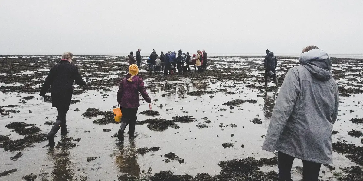 Kép: A látszólag kopár terület minden egyes négyzetméterén, ahol a turisták előszeretettel dagonyáznak apály idején, élőlények sokasága él, beásva magukat mélyen az üledékbe - kovamoszatok, kagylók, rákok, kagylók, csigák és Watt-férgek ezrei.