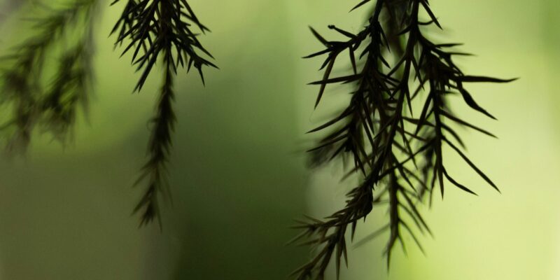 fagytűrő örökzöldek: boróka